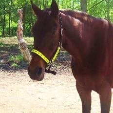 Fuldblod (XX) Star Light [R.I.P]