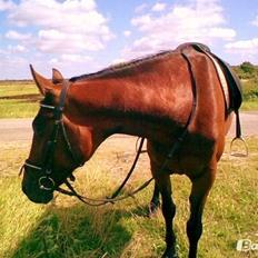 Fuldblod (XX) Star Light [R.I.P]