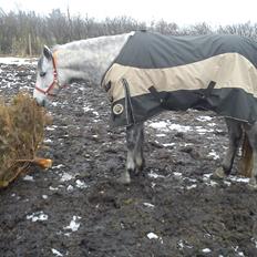 Anden særlig race Schikila (tidligere pony)
