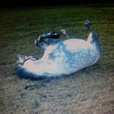 Anden særlig race Schikila (tidligere pony)