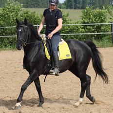 Anden særlig race Dansk varmblod - Zoya