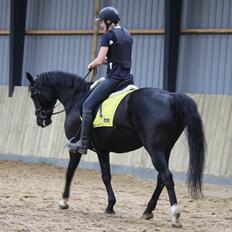 Anden særlig race Dansk varmblod - Zoya