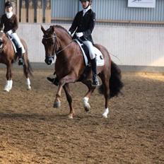 Tysk Sportspony Holsteins Wellness A-pony