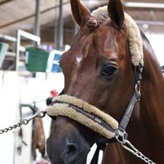 Tysk Sportspony Holsteins Wellness A-pony