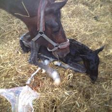 Pinto Exner's Athene