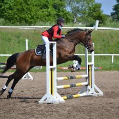 Dansk Varmblod Likka