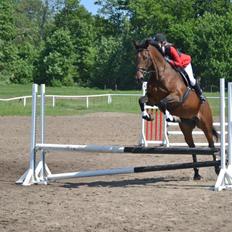 Dansk Varmblod Likka