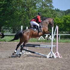 Dansk Varmblod Likka