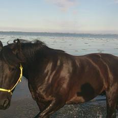 Anden særlig race Afrodite