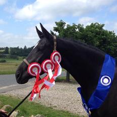 Trakehner Elvira Madigan
