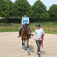 Dansk Varmblod Que Kimer