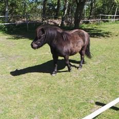 Shetlænder Bandit
