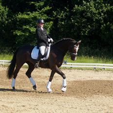 Dansk Varmblod Grøntoft's Ladakh