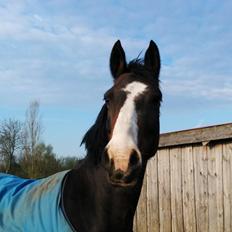 DSP Danny Boy [Har redet]