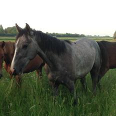 Dansk Varmblod Quality Sun AX  HINGST