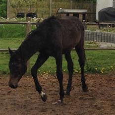 Holstener Can it be better AX