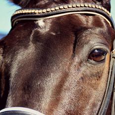 Hollandsk Varmblod Benneton <3