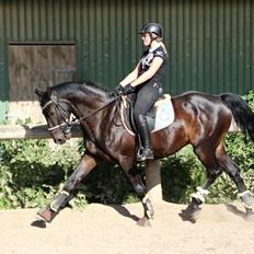 Hollandsk Varmblod Benneton <3