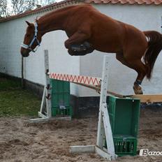 Anden særlig race Purples Red April (Part)