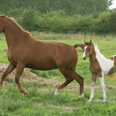 Anden særlig race Purples Red April (Part)