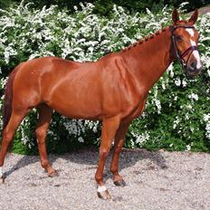 Dansk Varmblod Hegnsgaardens Lakhota (Den Røde Dame) R.I.P