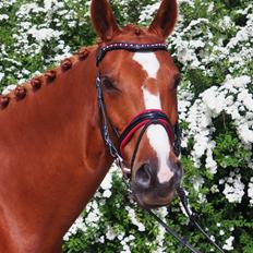 Dansk Varmblod Hegnsgaardens Lakhota (Den Røde Dame) R.I.P
