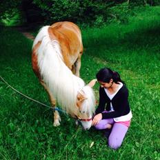 Haflinger Søspringda