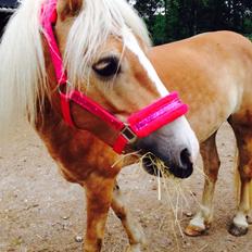 Haflinger Søspringda