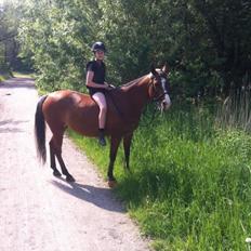 Arabisk fuldblod (OX) Ghana VSR