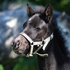 Islænder Kiljan Fra Stokbro