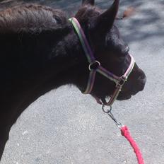 Shetlænder Miss Molly Malone *Mols*