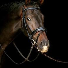 Dansk Varmblod A Romanze(Roma)