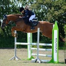 Dansk Varmblod Kærholms Sauer