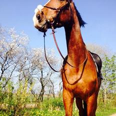 Anden særlig race Plet tidligere part