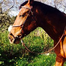 Anden særlig race Plet tidligere part