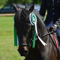 New Forest Peterslysts star A-pony
