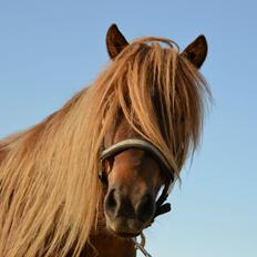 Shetlænder Frederik