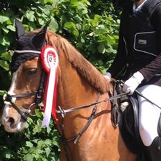 Tysk Sportspony Duchess [Heidi Vinderpony!] Solgt