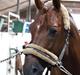 Tysk Sportspony Holsteins Wellness A-pony