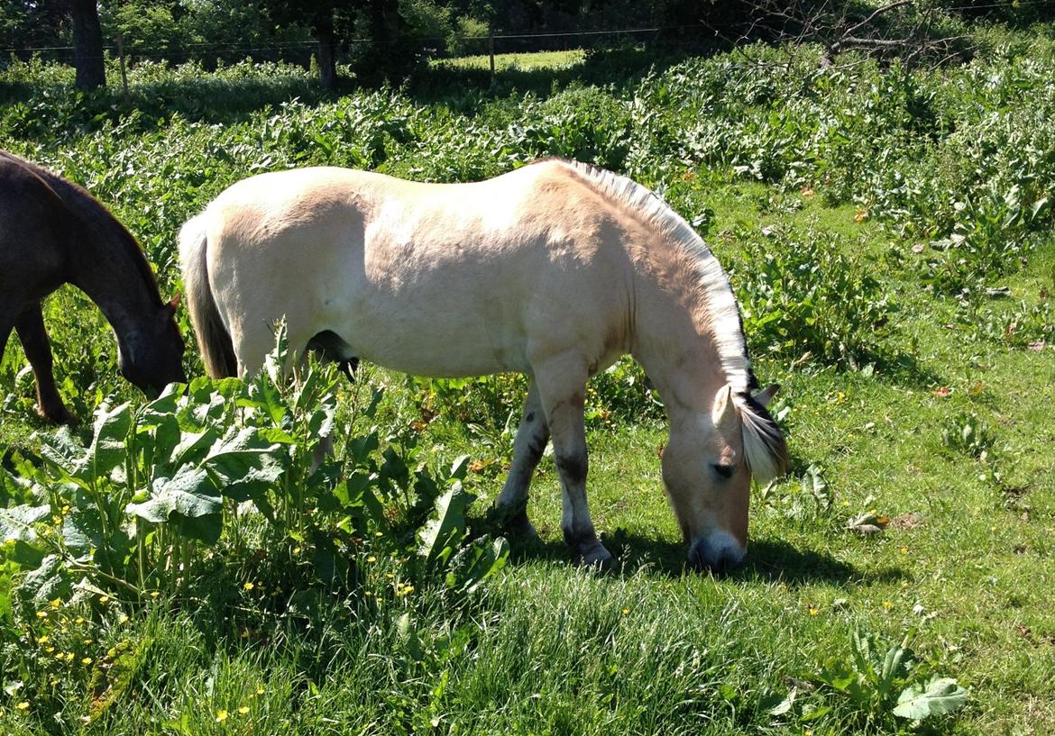 Fjordhest Thor - Thor på fold med Boris. billede 2