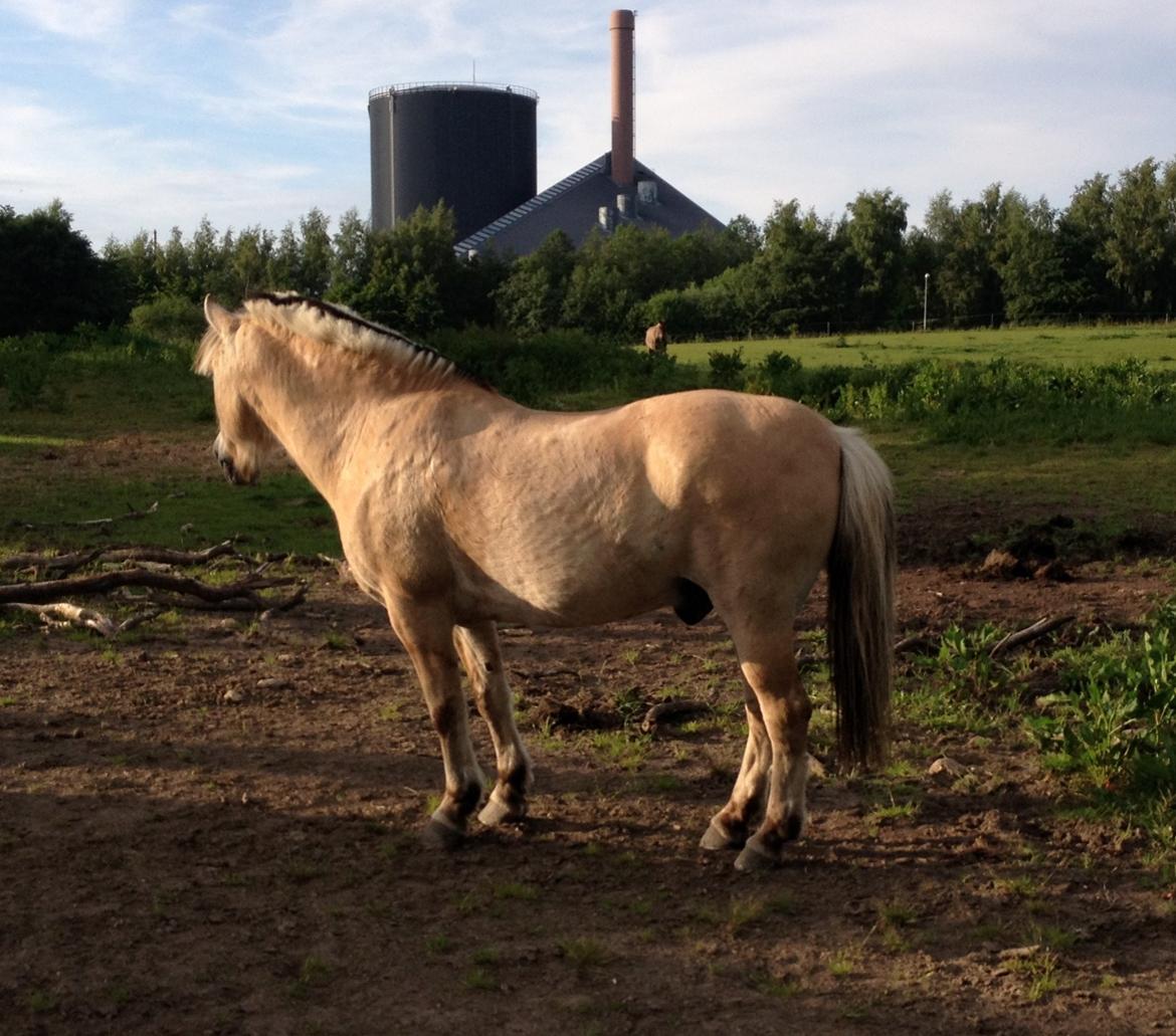 Fjordhest Thor - Thor ser ret flot ud her, synes jeg! billede 16