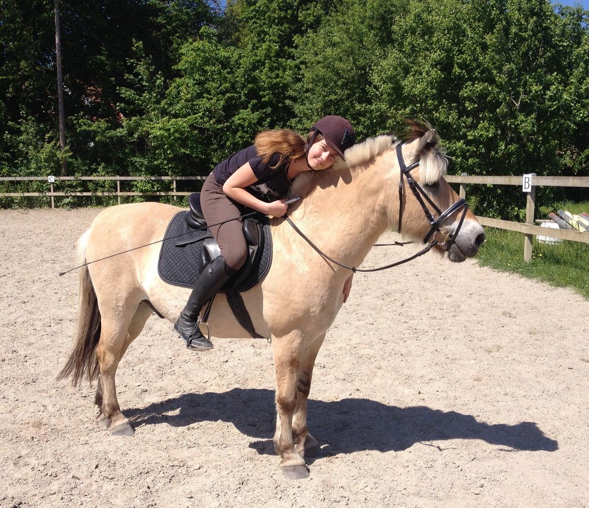 Fjordhest Thor - Dejlige Torden Thor. billede 15