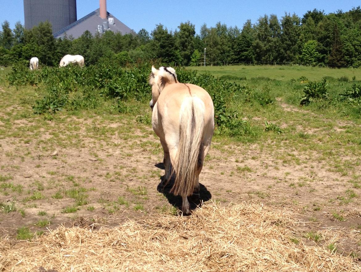 Fjordhest Thor - Tak fordi I så med! Læg gerne en bedømmelse og en kommentar. billede 20