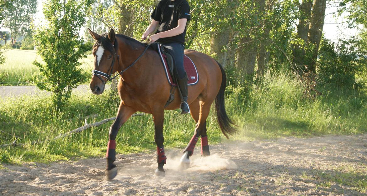 Ungarnsk Varmblod  Lili - Dressur træning d. 7/6-14 billede 13