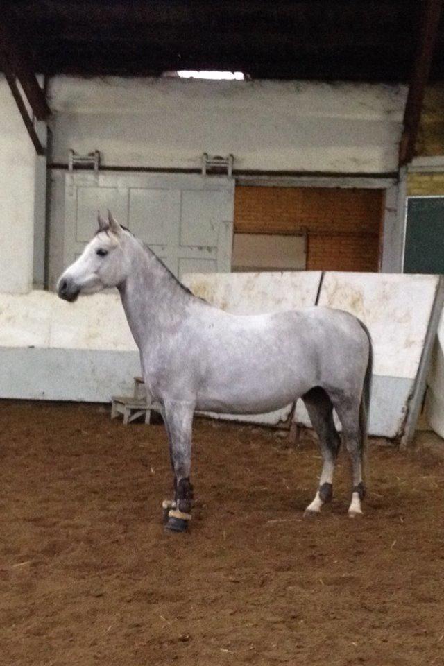 DSP Milano billede 16