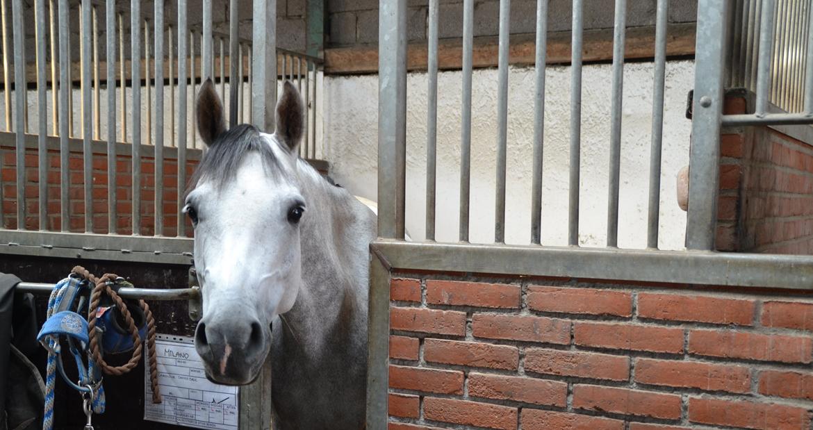 DSP Milano billede 1