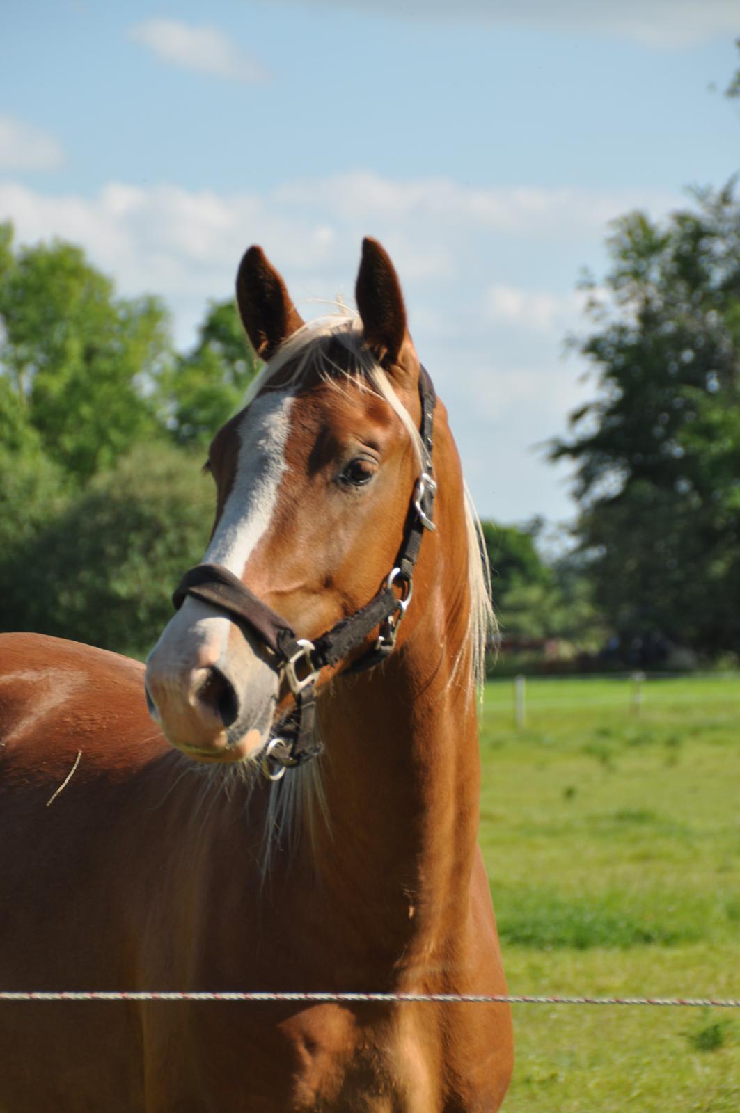 Frederiksborg Nytoftgaards Maximus billede 22