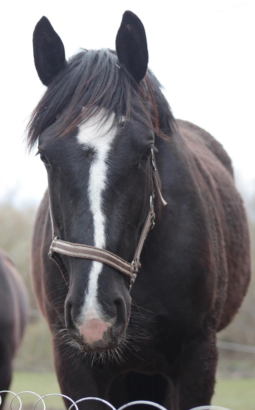 Oldenborg Beyonce M.A.T.C.H - Som 1 års. billede 17