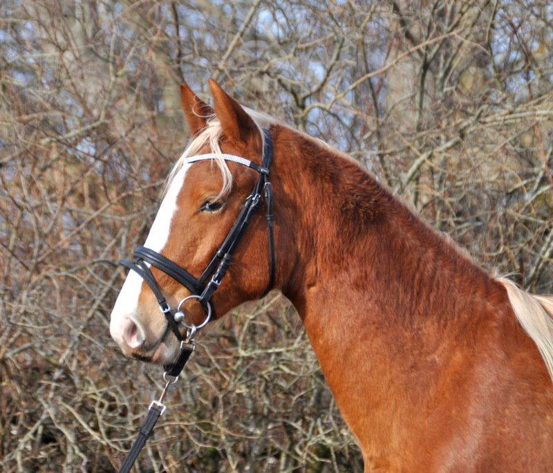 Frederiksborg Nytoftgaards Maximus billede 26