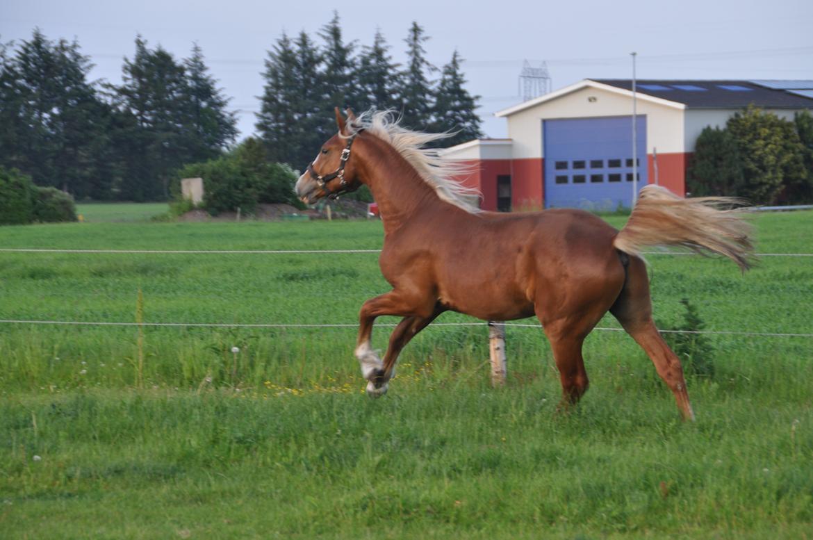 Frederiksborg Nytoftgaards Maximus billede 28